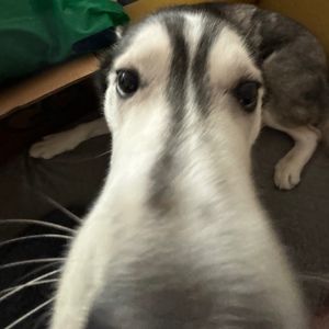 Meet your Posher, Lxana